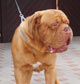 Gert